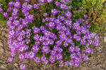 Ubiorek wiecznie zielony 'Absolutely Amethyst' - Iberis sempervirens 'Absolutely Amethyst' - obrazek 8