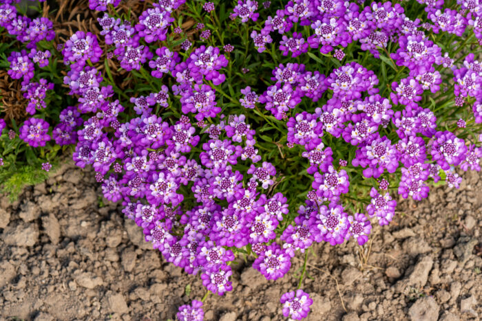 Ubiorek wiecznie zielony 'Absolutely Amethyst' - Iberis sempervirens 'Absolutely Amethyst' - obrazek 9