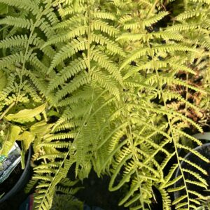 Wietlica samicza - Athyrium filix-femina "B"