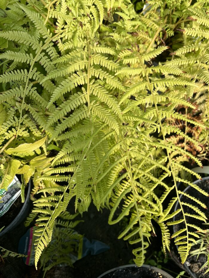 Wietlica samicza - Athyrium filix-femina "A" - obrazek 1