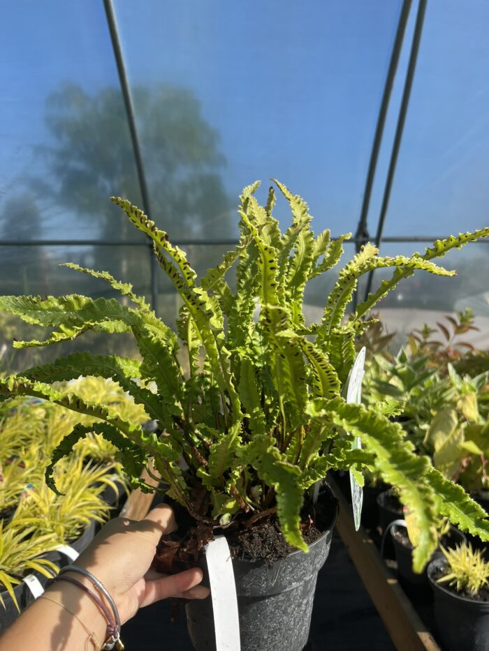 Języcznik zwyczajny 'Angustatum' - Asplenium scolopendrium 'Angustatum' - obrazek 2
