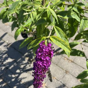 Budleja Davida 'Santana' - Buddleja davidii 'Santana'