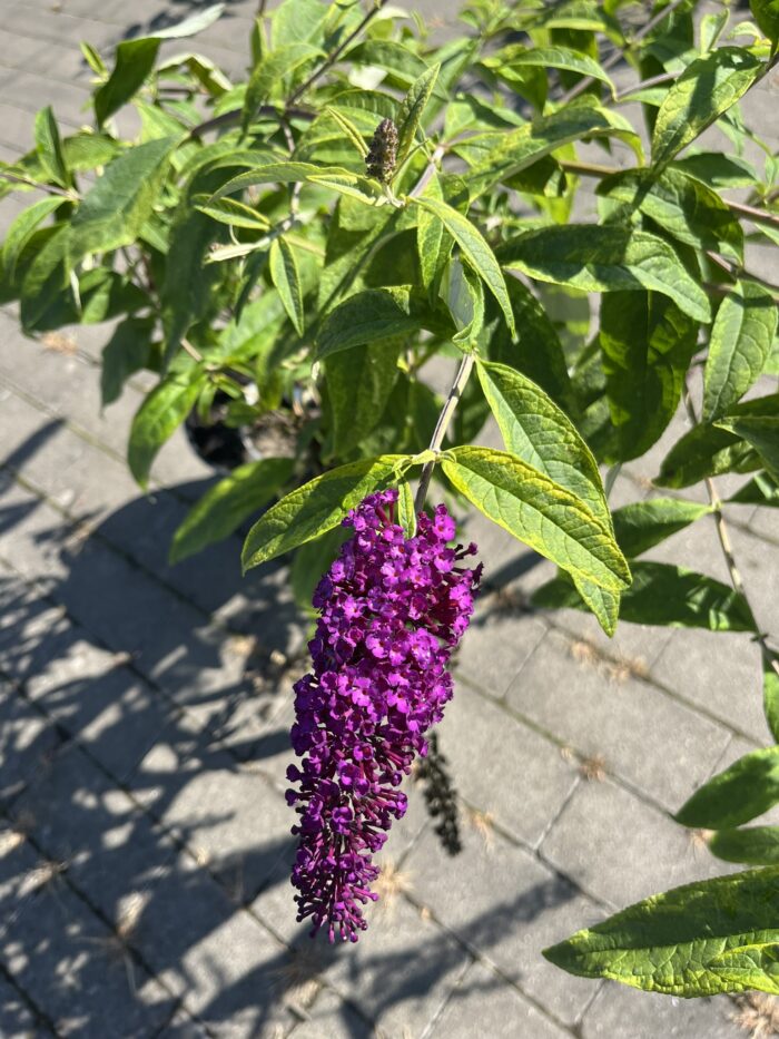 Budleja Davida 'Santana' - Buddleja davidii 'Santana' - Image 1