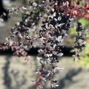 Berberys Thunberga 'Carmen' - Berberis thunbergii 'Carmen'