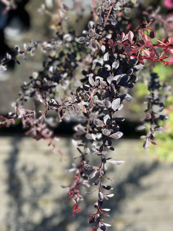 Berberys Thunberga 'Carmen' - Berberis thunbergii 'Carmen' - obrazek 1