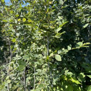 Grab pospolity - Carpinus betulus