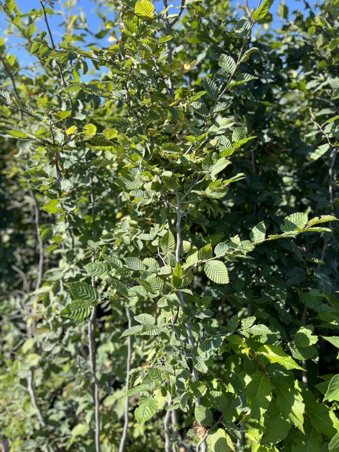 Grab pospolity - Carpinus betulus - Image 1