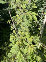 Grab pospolity - Carpinus betulus - Image 2