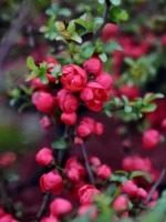 Pigwowiec japoński 'Red Joy' - Chaenomeles japonica 'Red Joy' - Image 2