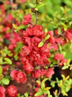 Pigwowiec japoński 'Red Joy' - Chaenomeles japonica 'Red Joy' - Image 3