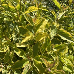 Dereń biały 'Spaethii' - Cornus alba 'Spaethii'