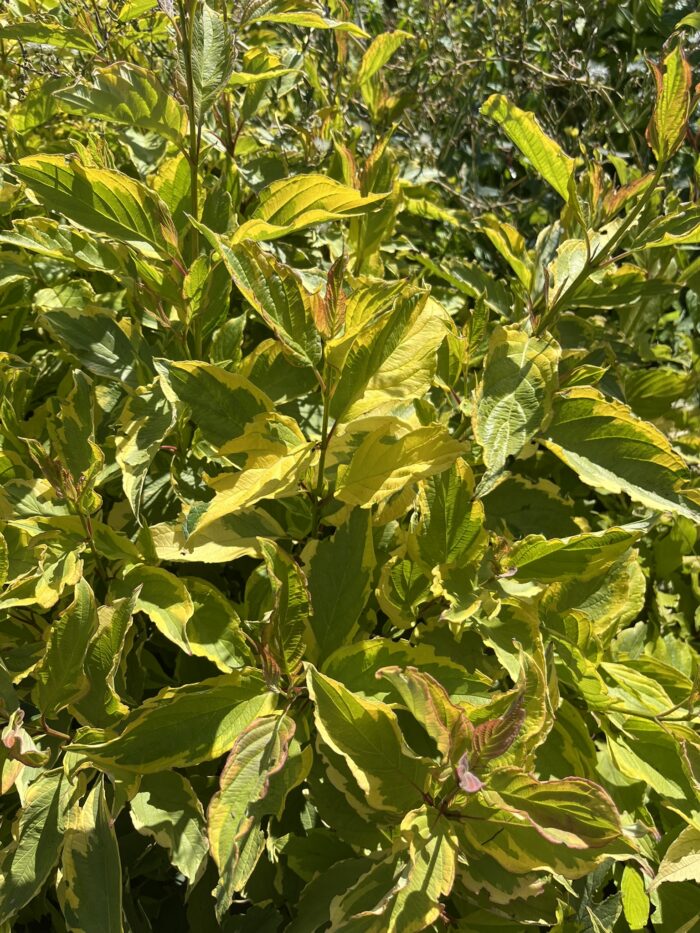 Dereń biały 'Spaethii' - Cornus alba 'Spaethii' - obrazek 1