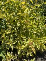 Dereń biały 'Spaethii' - Cornus alba 'Spaethii' - obrazek 2