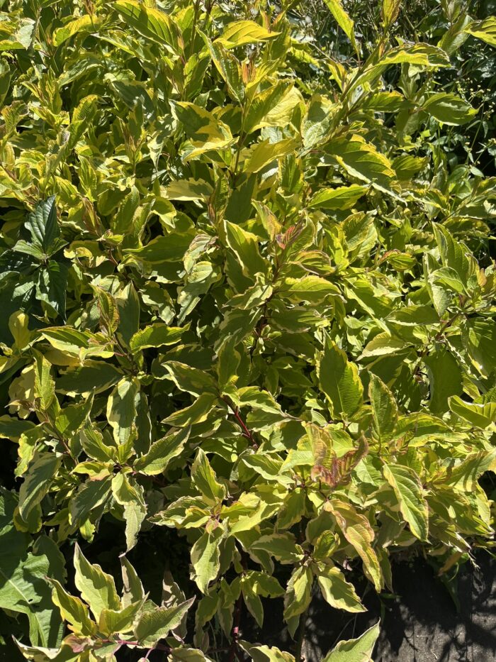 Dereń biały 'Spaethii' - Cornus alba 'Spaethii' - obrazek 2