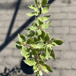 Dereń biały 'Sibirica Variegata' - Cornus alba 'Sibirica Variegata' "A"