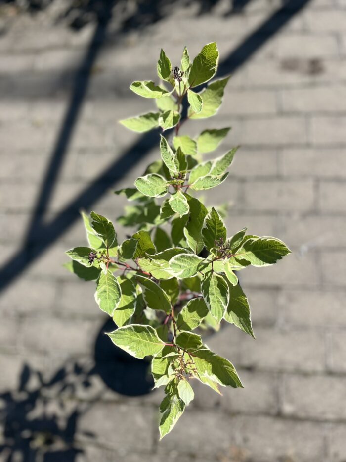 Dereń biały 'Sibirica Variegata' - Cornus alba 'Sibirica Variegata' "A" - obrazek 1