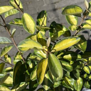 Oliwnik Ebbing'a 'Limelight' - Elaeagnus ×ebbingei 'Limelight'