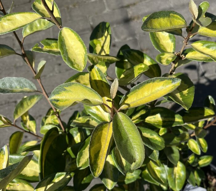 Oliwnik Ebbing'a 'Limelight' - Elaeagnus ×ebbingei 'Limelight' - Image 1