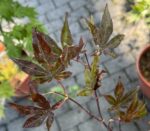 Klon palmowy 'Festival' - Acer palmatum 'Festival' - obrazek 2