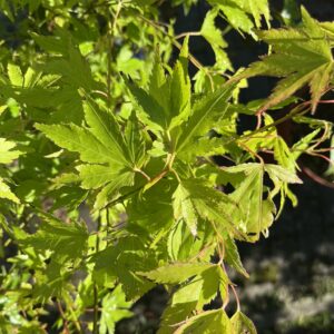 Klon palmowy 'Festival' - Acer palmatum 'Festival'