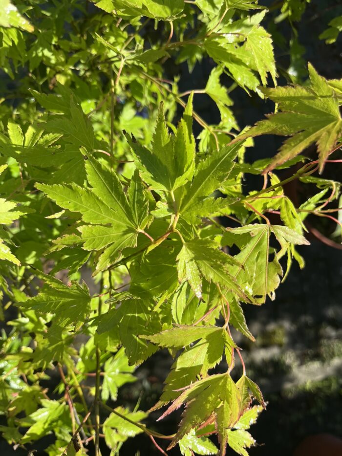 Klon palmowy 'Festival' - Acer palmatum 'Festival' - obrazek 1