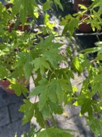 Klon palmowy 'Festival' - Acer palmatum 'Festival' - obrazek 3