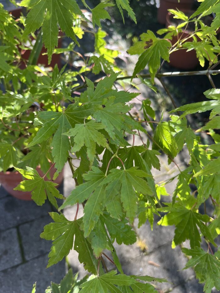 Klon palmowy 'Festival' - Acer palmatum 'Festival' - obrazek 3