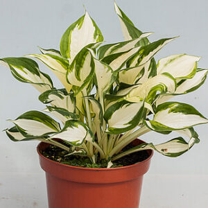Funkia ‘Fire & Ice’ - Hosta hybrid ‘Fire & Ice’
