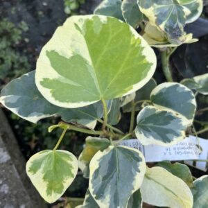 Bluszcz kanaryjski 'Gloire de Marengo' - Hedera canariensis ‘Gloire de Marengo’