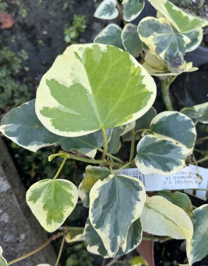 Bluszcz kanaryjski 'Gloire de Marengo' - Hedera canariensis ‘Gloire de Marengo’ - obrazek 1