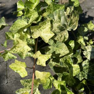 Bluszcz pospolity 'Professor Seneta' - Hedera helix 'Professor Seneta'