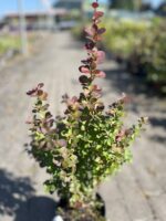 Berberys Thunberga 'Helmond Pillar' - Berberis thunbergii 'Helmond Pillar' - obrazek 2