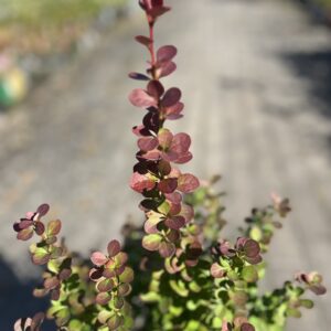 Berberys Thunberga 'Helmond Pillar' - Berberis thunbergii 'Helmond Pillar'