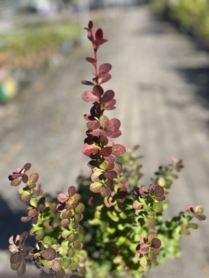 Berberys Thunberga 'Helmond Pillar' - Berberis thunbergii 'Helmond Pillar' - obrazek 1