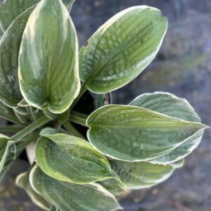 Funkia 'American Halo' - Hosta 'American Halo'