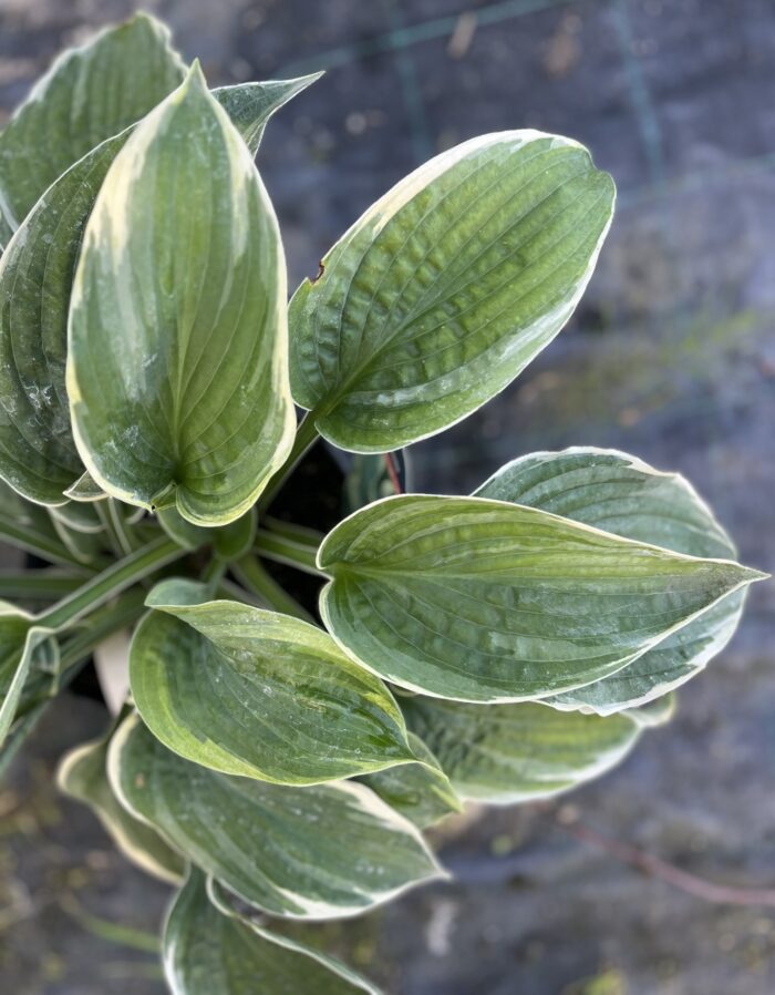 Funkia 'American Halo' - Hosta 'American Halo' - Image 1