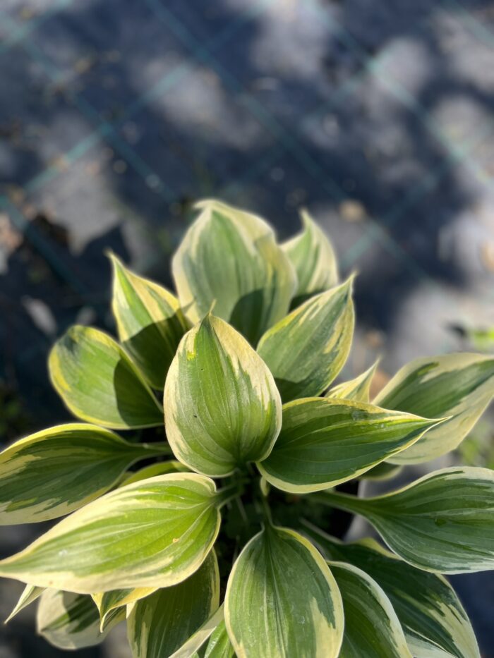 Funkia 'Autumn Frost' - Hosta hybrid 'Autumn Frost' - Image 2