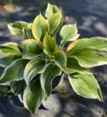 Funkia 'Autumn Frost' - Hosta hybrid 'Autumn Frost'