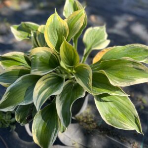Funkia 'Autumn Frost' - Hosta hybrid 'Autumn Frost'