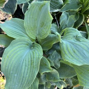Funkia 'Diamond Lake' - Hosta hybrid 'Diamond Lake'