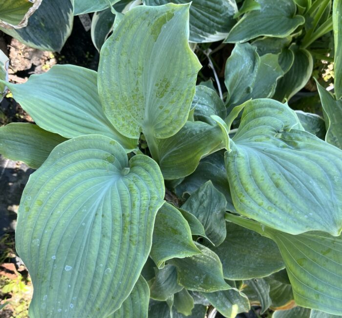 Funkia 'Diamond Lake' - Hosta hybrid 'Diamond Lake' - Image 1
