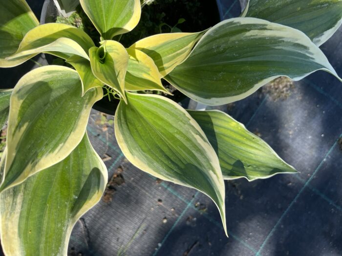 Funkia 'Liberty' - Hosta 'Liberty' - Image 2