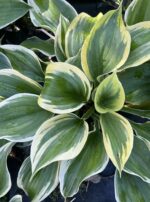 Funkia 'Liberty' - Hosta 'Liberty'