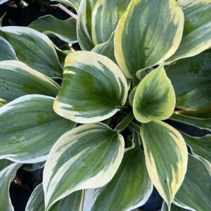 Funkia 'Liberty' - Hosta 'Liberty'