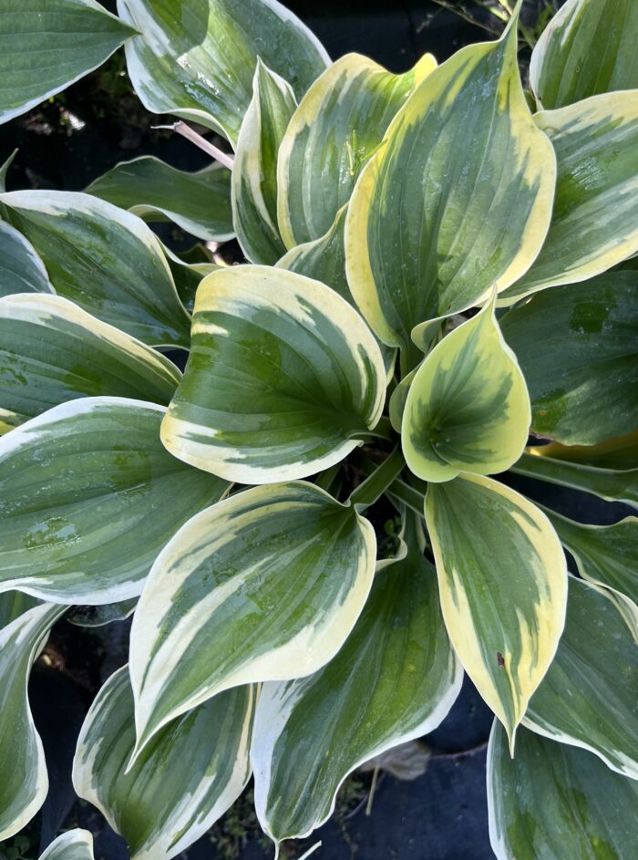 Funkia 'Liberty' - Hosta 'Liberty' - Image 1