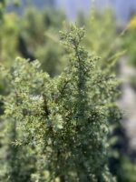 Jałowiec pospolity 'Arnold' - Juniperus communis 'Arnold' "A"