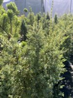 Jałowiec pospolity 'Arnold' - Juniperus communis 'Arnold' "A" - Image 2