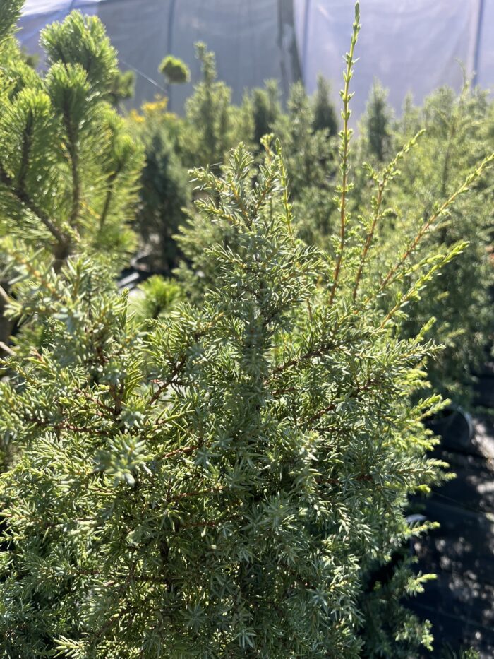 Jałowiec pospolity 'Arnold' - Juniperus communis 'Arnold' "A" - Image 2