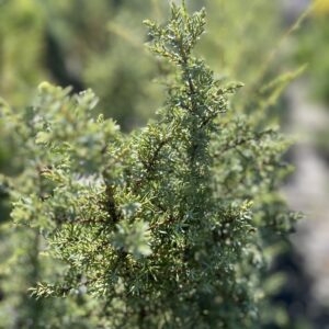 Jałowiec pospolity 'Arnold' - Juniperus communis 'Arnold' "B"