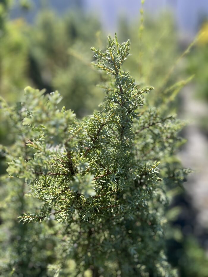 Jałowiec pospolity 'Arnold' - Juniperus communis 'Arnold' "A" - Image 1